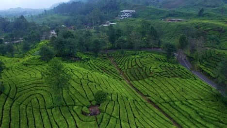 Flying-Above-Tea-Plantations-Near-Ciwidey,-Bandung,-Indonesia---drone-shot