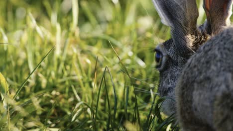 Extreme-close-up-of-a-wild-hare-eating-grass-on-a-sunny-day-with-tight-focus-on-the-eye,-slow-motion