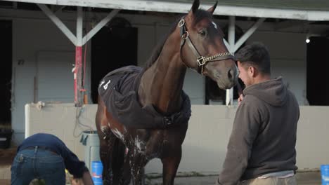 Caballo-De-Carreras-Recibiendo-Un-Baño-De-Esponja-En-Churchill-Downs