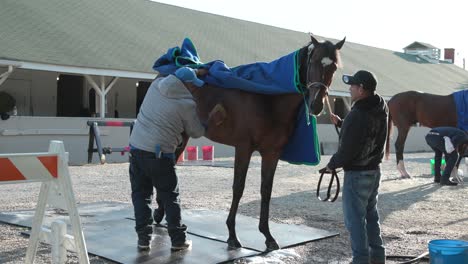 Horse-getting-bathed-at-Churchill-Downs-stall