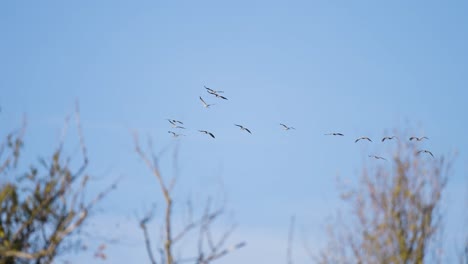 A-flock-of-migrating-storks-in-the-cloudless-sky