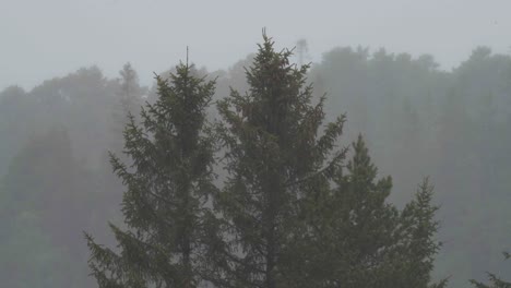 Foggy-Morning-On-Tree-Conifer-Forest-In-Rural-Mountains