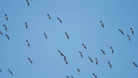 The-power-and-beauty-of-nature-with-a-stunning-shot-of-a-vast-flock-of-storks-in-flight