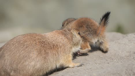 Closeup-Of-Prairie-Dogs-On-The-Ground-Under-The-Sunlight