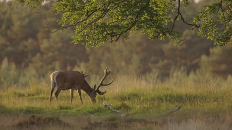 Medium-static-shot-of-a-majestic-male-red-deer-grazing-under-a-tree-on-the-crest-of-a-hill-with-the-golden-sun-softly-lighting-the-scene