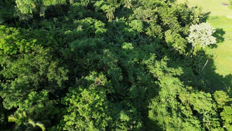 Tropische-Bäume-Mit-Dichtem-Laub-In-Baras,-Catanduanes,-Philippinen