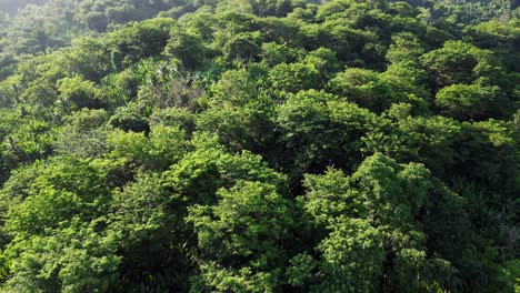 Laubbäume-Im-Tropischen-Waldberg-In-Baras,-Catanduanes,-Philippinen