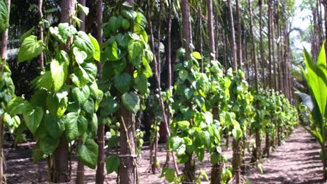 La-Agricultura-Orgánica-Consiste-En-Atar-Enredaderas-De-Alcanfor-Y-Plantas-De-Betel-A-árboles-Altos.