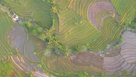 Indonesische-Reisfelder-Mit-Weißen-Vögeln,-Die-Bei-Sonnenaufgang-Darüber-Fliegen