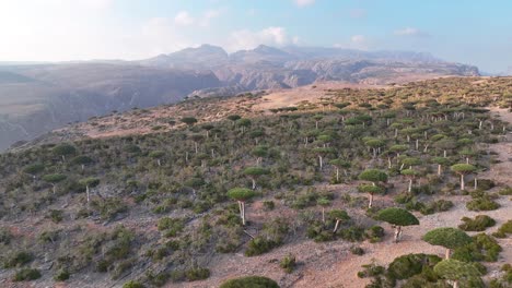 Dragon-Blood-Trees-In-The-Firmihin-Forest,-Dirhur-Canyon,-Socotra,-Yemen
