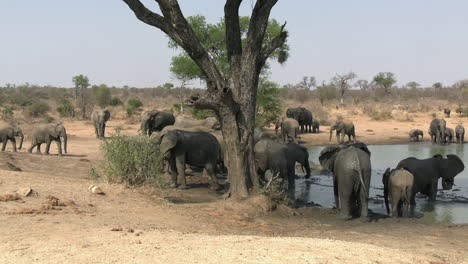 Elephant-Herd-in-Mud-and-Watering-Place-in-Desert-Landscape-of-African-Savanna