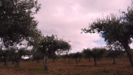 Stürmischer-Himmel-Mit-Im-Wind-Wehenden-Olivenbäumen