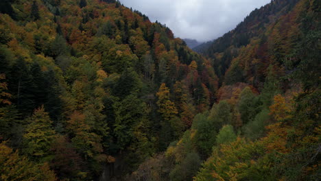 Fantastische-Luftaufnahme,-Vorbei-An-Bäumen-Eines-Fantastischen-Waldes-Mit-Herbstfarben-Und-Einem-Kleinen-Fluss,-In-Der-Schweiz