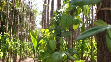 A-daytime-scene-with-organic-cultivation-of-Betel-and-camphor-leaves