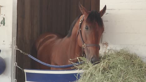 Praktischer-Schachzug-Beim-Heufressen-In-Churchill-Downs