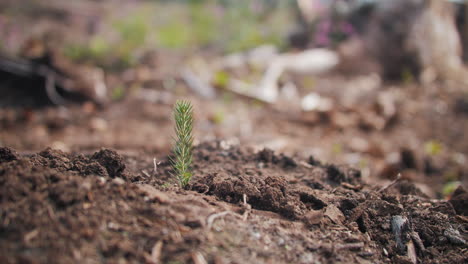 Nahaufnahme-Einer-Statischen-Aufnahme-Eines-Gepflanzten-Kiefernnadelbaums,-Vorbeigehende-Gärtnerfüße