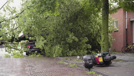 Bäume-Und-Umgestürzter-Motorroller-Bei-Schwerem-Sturm-In-Den-Niederlanden