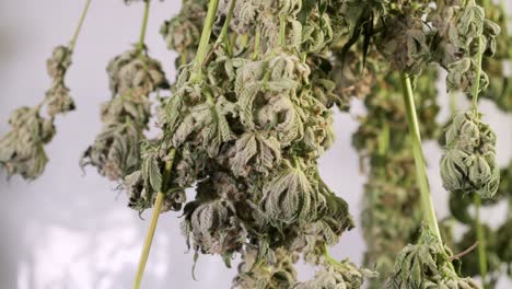Dolly-Shot-Beim-Trocknen-Von-Cannabispflanzen-In-Einem-Growzelt
