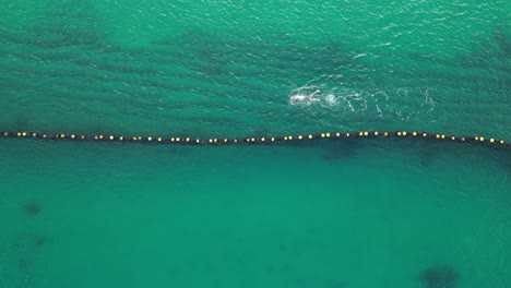 Top-down-tracking-shot-of-person-swimming-in-beautiful-ocean-during-sunny-day-in-the-morning---Aerial-overhead-view