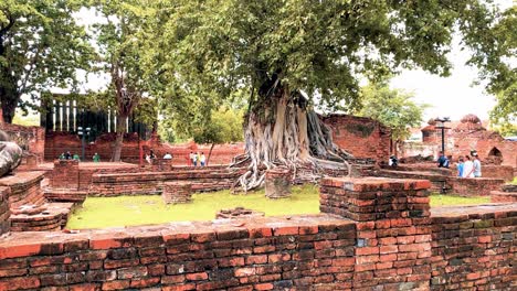 Riesiger-Baum,-Verflochten-Mit-Den-Alten-Ruinen-Von-Ayutthaya,-Thailand