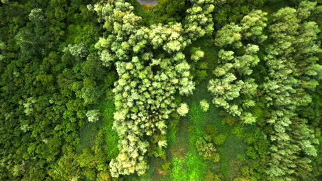 Aerial---flying-above-a-colorful-mixed-forest-landscape-on-an-early-spring-morning-when-first-sunlight-hits-treetops