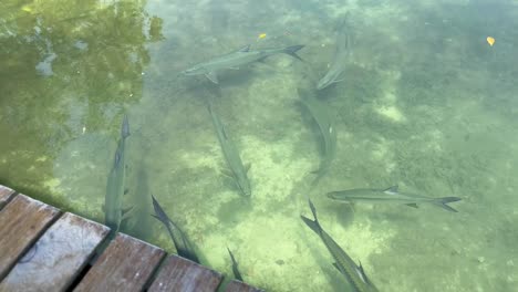 Geschützter-Tarponfisch,-Der-Am-Rande-Eines-Docks-In-Caye-Caulker,-Belize,-Schwimmt