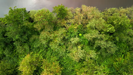Aerial-drone-footage-from-a-drone-looking-down-on-conifer-forests-and-navigable-water-ways