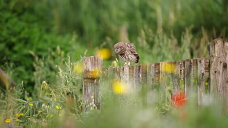 Little-Owl-sitting-at-wooden-fence-in-the-meadow,-Selective-focus