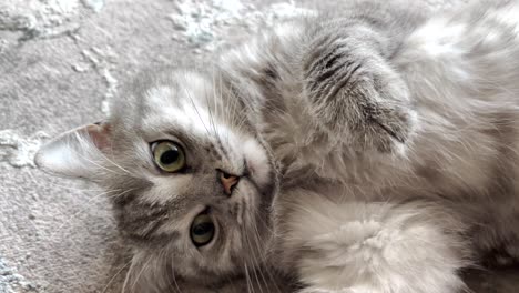 Die-Katze-Liegt-Gemächlich-Auf-Dem-Teppich-Und-Bewegt-Spielerisch-Ihre-Pfoten-Zur-Begrüßung