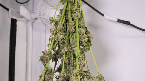 Dolly-Shot-Beim-Trocknen-Von-Cannabispflanzen-In-Einem-Growzelt