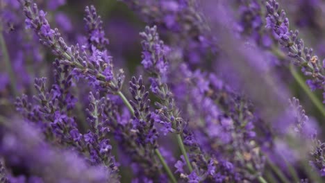 Wunderschöner-Blühender-Lavendel-Im-Garten-Im-Sommer