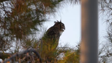 A-great-horned-owl-side-profile-hooting