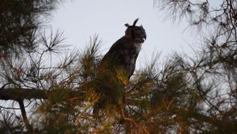 Wind-blowing-on-a-Great-horned-owl-with-its-eyes-closed-in-Gilbert-Arizona