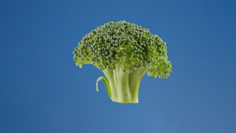 Vibrant-broccoli-spinning-on-blue-screen,-closeup.-chroma-key