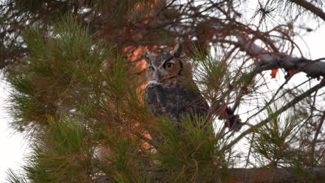A-great-horned-owl-looks-off-in-the-distance-while-sitting-in-a-pine-tree-in-Gilbert-Arizona