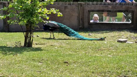 Happy-family-child-watching-peacock-at-the-zoo-behind-observation-glass