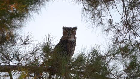 A-great-horned-owl-looks-at-the-camera-while-hooting