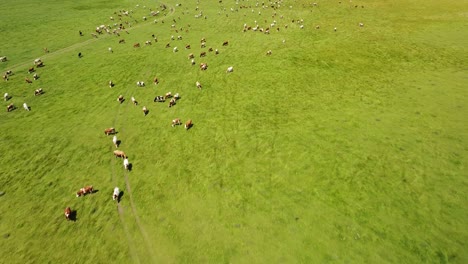 vast-cattle-herd-grazing-in-rolling-green-pasture-meadows,-aerial-shot
