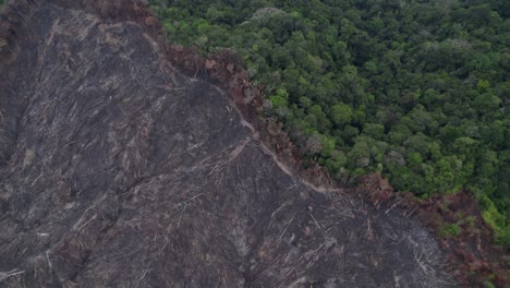 Una-Revelación-Con-Un-Dron-De-La-Selva-Amazónica-Donde-Se-Preparó-Y-Despejó-Una-Nueva-Sección-Para-La-Cría-De-Ganado