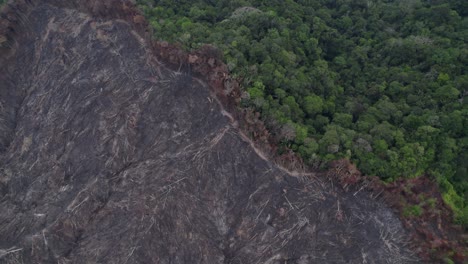 A-drone-reveal-of-the-Amazon-jungle-where-a-new-section-of-was-prepped-and-cleared-for-cattle-farming