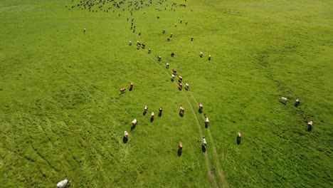 Große-Milchviehherde,-Die-Auf-Weitem-Grünem-Grasland-Weidet,-Aus-Der-Vogelperspektive
