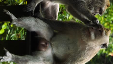 Vertikale-Statische-Aufnahme-Von-Zwei-Makaken,-Die-Im-Heiligen-Affenwaldschutzgebiet-Auf-Bali,-Indonesien,-Sitzen,-Während-Einer-Von-Ihnen-In-Zeitlupe-Den-Anderen-Entlaust