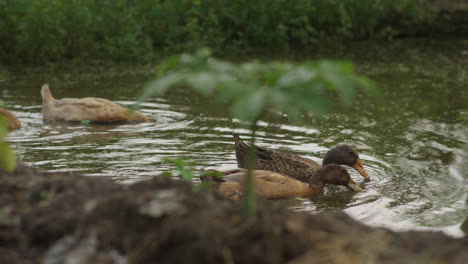 Duck-swimming-in-the-swamp-water-and-eating-from-water--4k