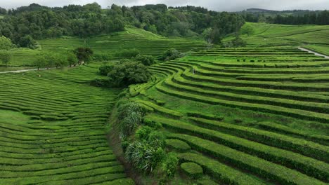Lush-hillsides-covered-in-rows-of-tea-bushes,-Gorreana-Tea-Plantation