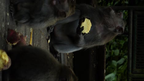 Vertikale-Makakenaffen-Füttern-Süßkartoffeln-Im-Heiligen-Affenwaldschutzgebiet-Auf-Bali,-Indonesien,-In-Zeitlupe