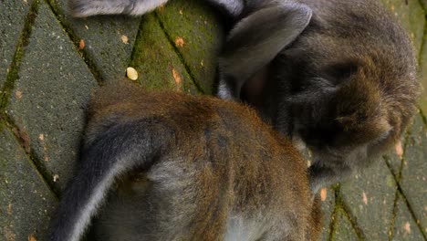 Toma-Estática-Vertical-De-Monos-Macacos-En-El-Santuario-Del-Bosque-Sagrado-De-Los-Monos-En-Bali,-Indonesia,-Durante-La-Despiojación-En-El-Suelo.