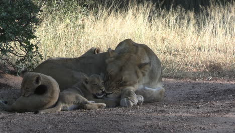 Löwenbabys-Und-Löwin-Ruhen-Sich-An-Heißen-Tagen-In-Der-Afrikanischen-Savanne-Im-Schatten-Aus,-Aus-Nächster-Nähe