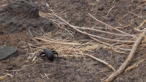 Close-up:-Black-beetle-at-ant-hill-is-harassed-and-bitten-by-red-ants