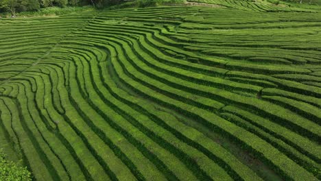 Rows-upon-rows-of-tea-bushes-on-sloping-hillside,-Gorreana-Tea-Plantation