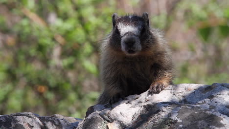 Cute-young-rock-chuck-marmot-relaxed-on-rock-suddenly-looks-to-camera